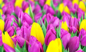 Выгонка тюльпанов на 14 февраля. 19 января