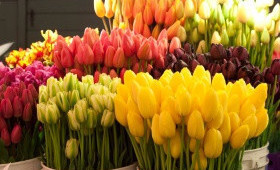 Выгонка тюльпанов на 8 Марта (25 января)