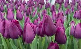 Сорт Purple Stone. Выгонка на 8 Марта1623348721