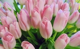 Выгонка на 14 февраля 7 февраля