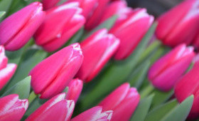 Результаты выгонки 2021 (часть 2)1623349211