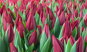 Сорт First Star. Выгонка тюльпанов1646655066