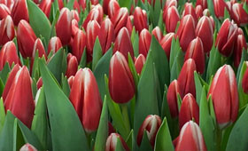 Отличный сорт Paul McCartney. Выгонка тюльпанов к 8 Марта1646655084