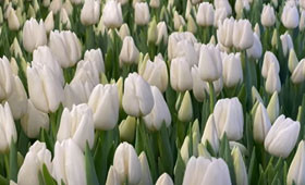 Darwisnow тюльпан1646655100