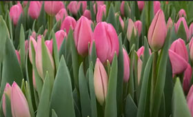 Sweet Telle. Выгонка тюльпанов на 8 Марта1646655120