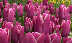 Тюльпан Canberra. Отличный сорт для выгонки на 8 Марта1646655142