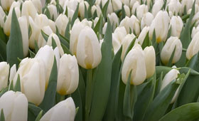 Тюльпан Delta Strong1646655163