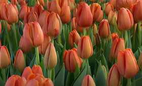 Delta Storm. Оранжевый тюльпан для выгонки на 8 Марта.1646655233