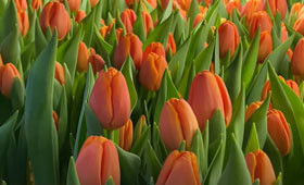 Сорт тюльпанов Timeout. Оранжевый сорт для выгонки на 8 Марта1646655255