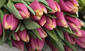 Heavy Duty. Крупный сорт для выгонки на 8 Марта1646655276