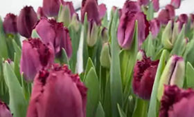 Purple Crystal. Бахромчатые тюльпаны для выгонки на 8 Марта1646655333