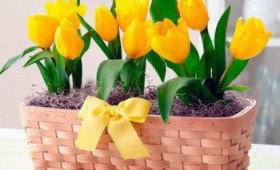 Посадка луковиц тюльпанов на выгонку