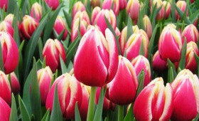 Выгонка тюльпанов. Сорт Down Town