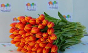 Выгонка тюльпанов. Сорт Hanny Van de Most (Хэнни ван де Мост)