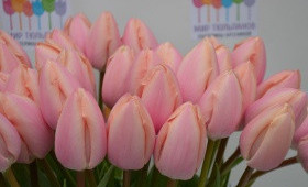 Выгонка тюльпанов. Сорт Thijs boots