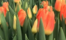 Выгонка тюльпанов к 8 марта