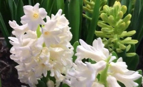 Выгонка гиацинтов