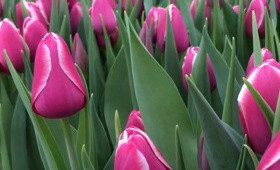 Выгонка тюльпанов. Сорт Djerba