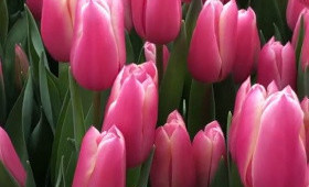 Выгонка тюльпанов. Сорт Kadima (сорт Кадима)