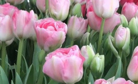 Выгонка тюльпанов. Сорт Angelique (Сорт Анжелика)