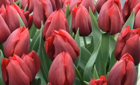 Итоги выгонки тюльпанов 2019