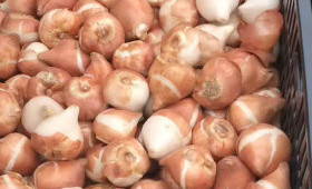 Луковицы тюльпанов для выгонки