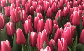 Выгонка тюльпанов. Сорт Lornah (сорт Лорна)