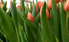 Выгонка тюльпанов. Сорт Princess Catharina- Amalia