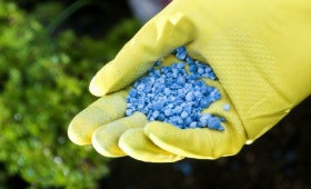 Подкормка тюльпанов в процессе выгонки