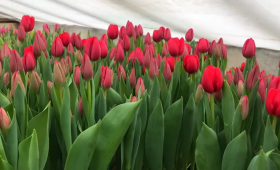 Выгонка тюльпанов на 8 Марта в теплице