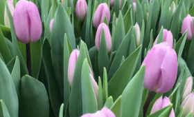 Выгонка тюльпанов. 21 февраля. Paradero, Argos, Columbus, Expression, Bare Alte, Mari jo и другие