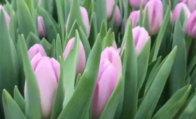 Выгонка тюльпанов. Сорт Paradero (Парадеро)