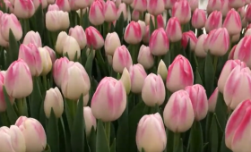 Выгонка тюльпанов. Сорт Donatello (Донателло)