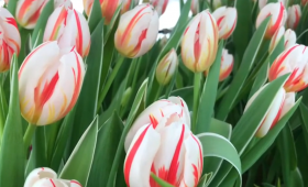 Результат выгонки тюльпанов на сегодня. 26.02.20