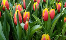 Сорт Illuzionist для выгонки на День Влюблённых и 8 Марта1588578233