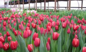 Фото выгонки тюльпанов от наших клиентов, приятного просмотра.