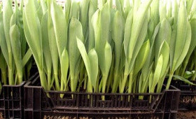 Грунт для выгонки тюльпанов